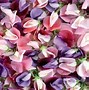 Image result for Pink Violet Flower
