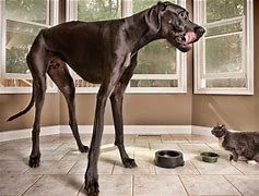 Image result for World's Biggest Dog Zeus