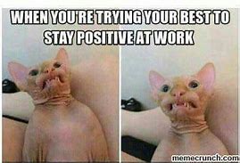 Image result for Stay Positive Cat at Work Meme