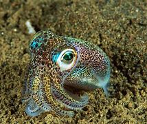 Image result for Calamari Animal