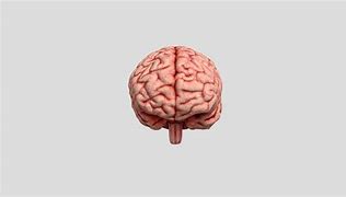 Image result for Human Brain Model Meme