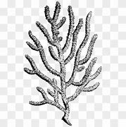 Image result for Green Star Polyps