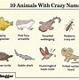 Image result for Funny Names That Sound Like Other Things