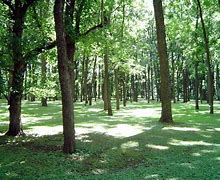 Image result for American Black Walnut Wood Texture