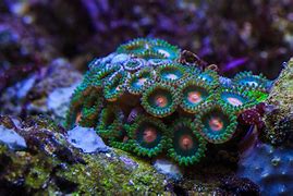 Image result for co_oznacza_zoantharia
