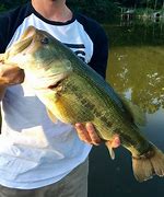 Image result for Largemouth Bass MS