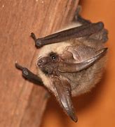 Image result for Blind as a Bat without Glasses