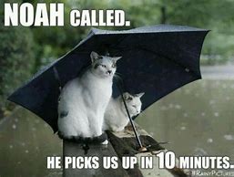 Image result for Cat Meme Umbrella