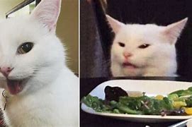 Image result for Confused Smudge The Cat Meme