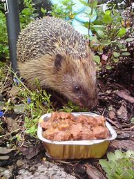 Image result for Hedgehog Food Bowl