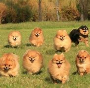 Image result for Like Pomeranian Dog Jiff Pom