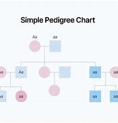 Image result for Pedigree Chart