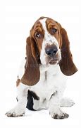 Image result for European Basset Hound at 1 Year Old