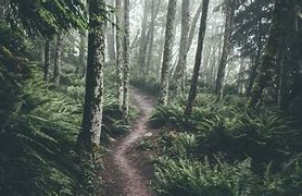 Image result for Forest Wallpaper 2560X1440