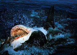 Image result for Great White Top Songs