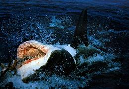 Image result for Great White Songs List