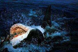 Image result for Great White Rhonda Ricoh