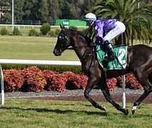 Image result for Laptop Wallpaper Horse Racing
