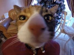 Image result for Cat Smelling Camera Meme