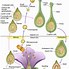 Image result for Plant Life Cycle Diagram Biology