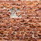 Image result for Vines On Brick Wall