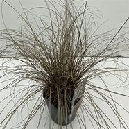 Image result for Carex comans Bronze Form