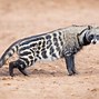 Image result for African Civet