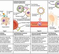 Image result for Immune Complex Disease