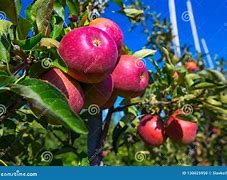 Image result for 5 Red Apples