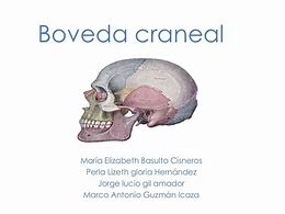 Image result for craneal