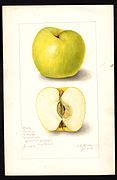 Image result for Seedless Apple Variety