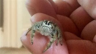 Image result for Black Jumping Spider Pet Big