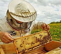 beekeeper 的图像结果