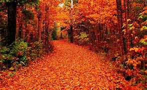 Image result for Beautiful Fall Nature