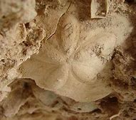 Image result for Fossil