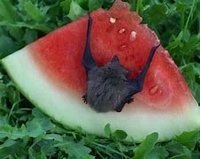 Image result for bats animals diets