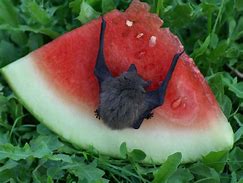 Image result for Bat as Food