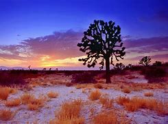 Image result for Beautiful Mojave Desert