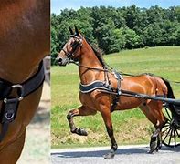 Image result for Horse Harness Saddle