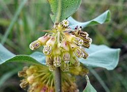 Image result for Asclepias Viridiflora