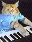 Image result for keyboard cats meme
