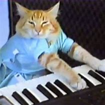 Image result for Cat Sleeping Light-Up Keyboard