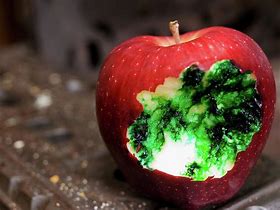 Image result for Poison Apple