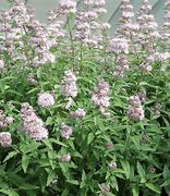 Image result for Caryopteris clandonensis Stephi