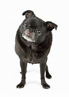 Image result for Black Pug with Tongue Out