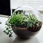 Image result for Green Plants On Desk