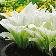 Image result for Hosta White Feather