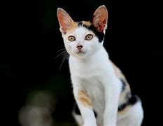 Image result for Grey and Orange Cat