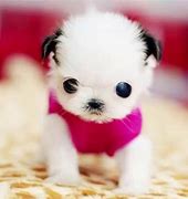 Image result for Top 10 Cutest Puppy