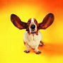 Image result for Cool Wallpapers of Dogs